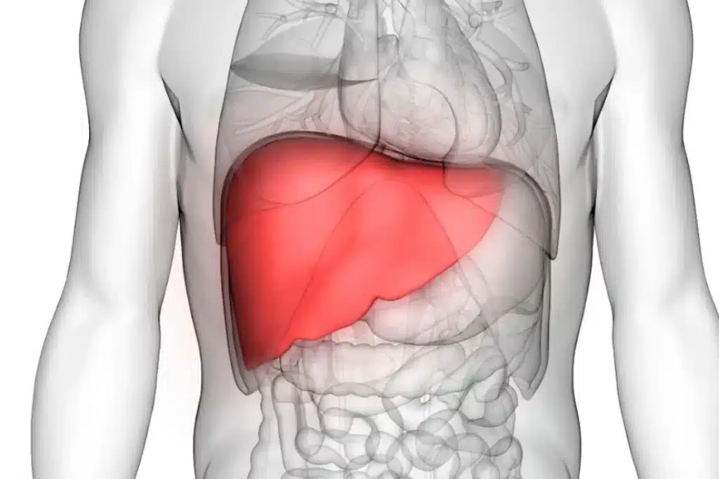 liver